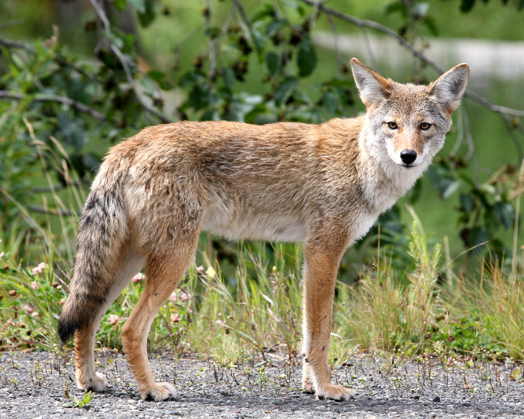 A light brown, almost tan medium sized coyote with a slightly darker brown tail staring ahead against a grassland backdrop