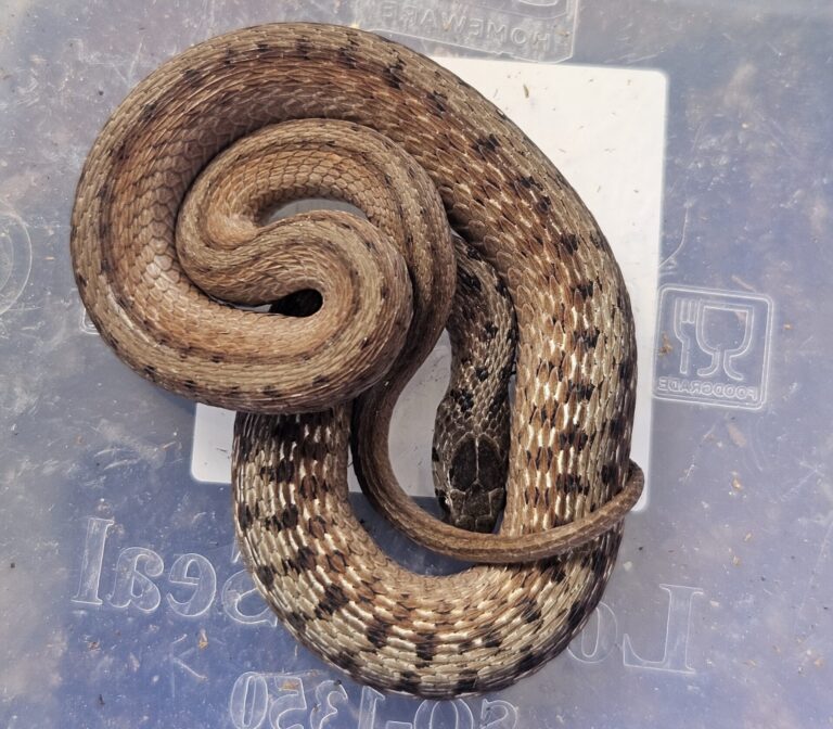 A medium sized brown snake with dark alternating spotted pattern against a plastic bin backdrop