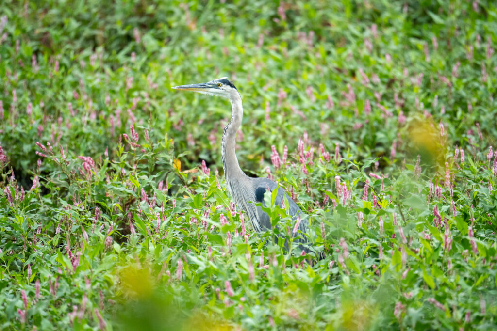 A tall slender grey-blue Bird standing in a field of tall grasses and flowers