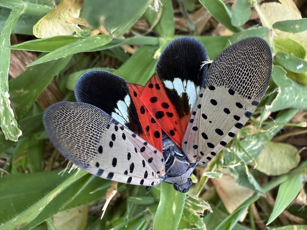 A black spotted flying insect with tan wings, sitting on a leaf, spreading its wings, revealing its red body