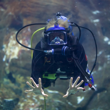 Diveteamone
