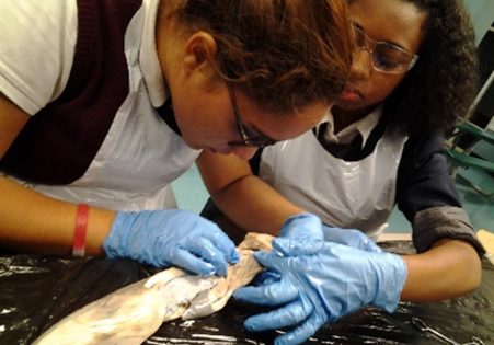 school-programs-after-school-students-learn-shark-anatomy